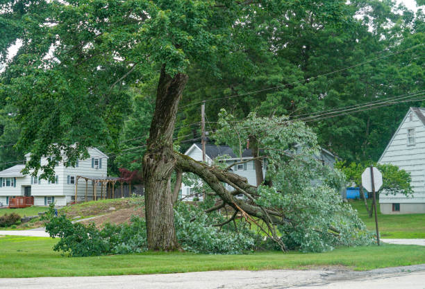 Best Arborist Services Near Me  in , GA